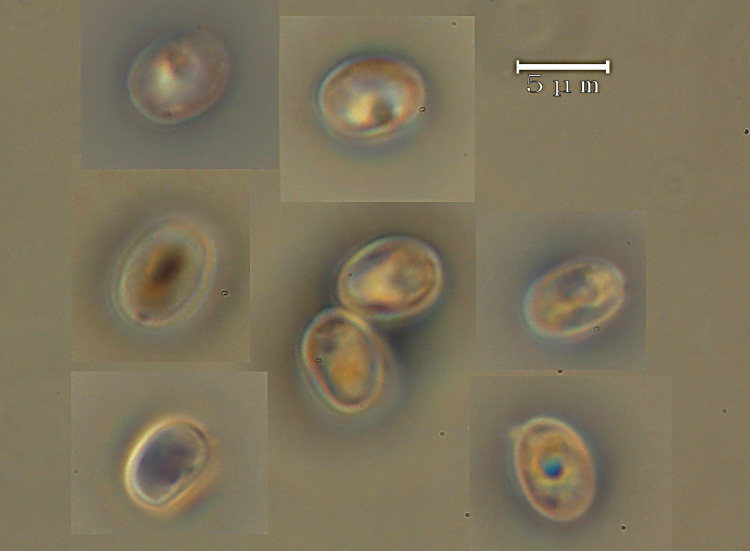 Ritrovamenti (Leucogyrophana mollusca?)